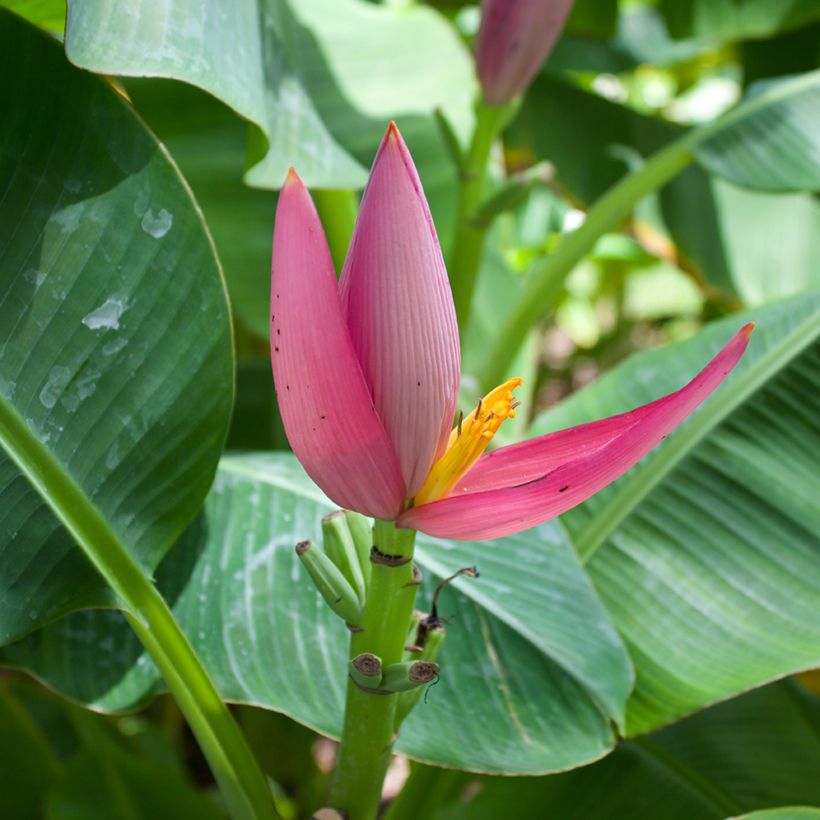 Intianbanaani (siemenet) - Musa velutina (Kukinta)