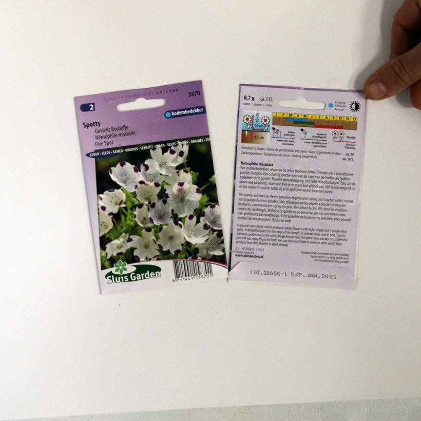 Esimerkki toimitetusta Nemophila maculata Spotty (siemenet) per pack of 100 seeds (0,7g)-taimesta