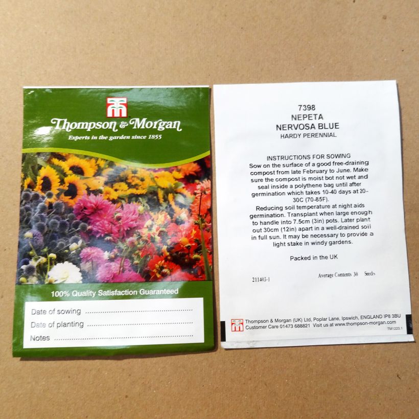 Esimerkki toimitetusta Tähkäkissanminttu Blue Moon (siemenet) per pack of 30 seeds-taimesta
