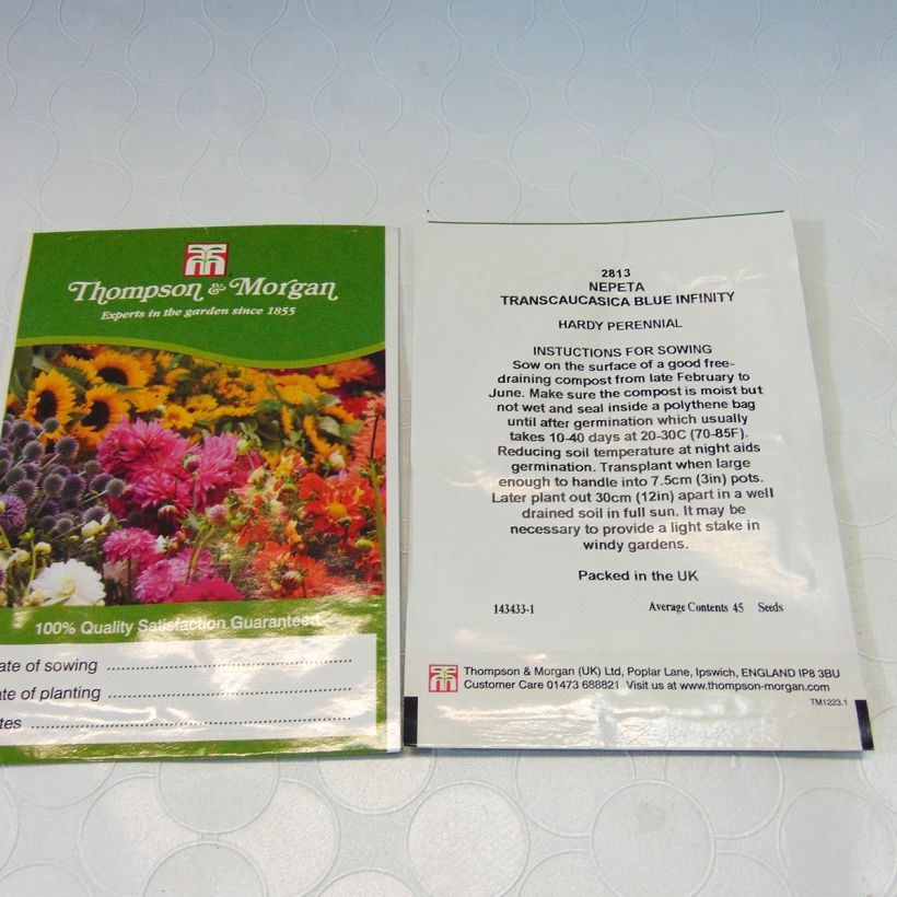 Esimerkki toimitetusta Kissanminttu Blue Infinity (siemenet) per pack of 45 seeds-taimesta