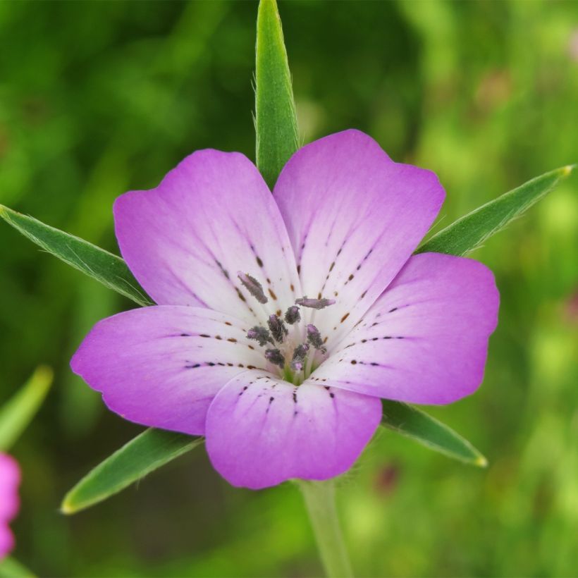 Isoaurankukka (siemenet) - Agrostemma githago (Flowering)