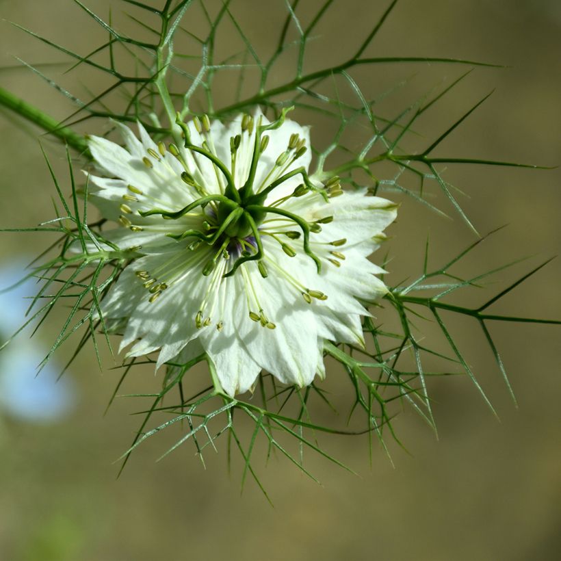 Tarhaneito Albion Green Pod luomu (siemenet) (Kukinta)