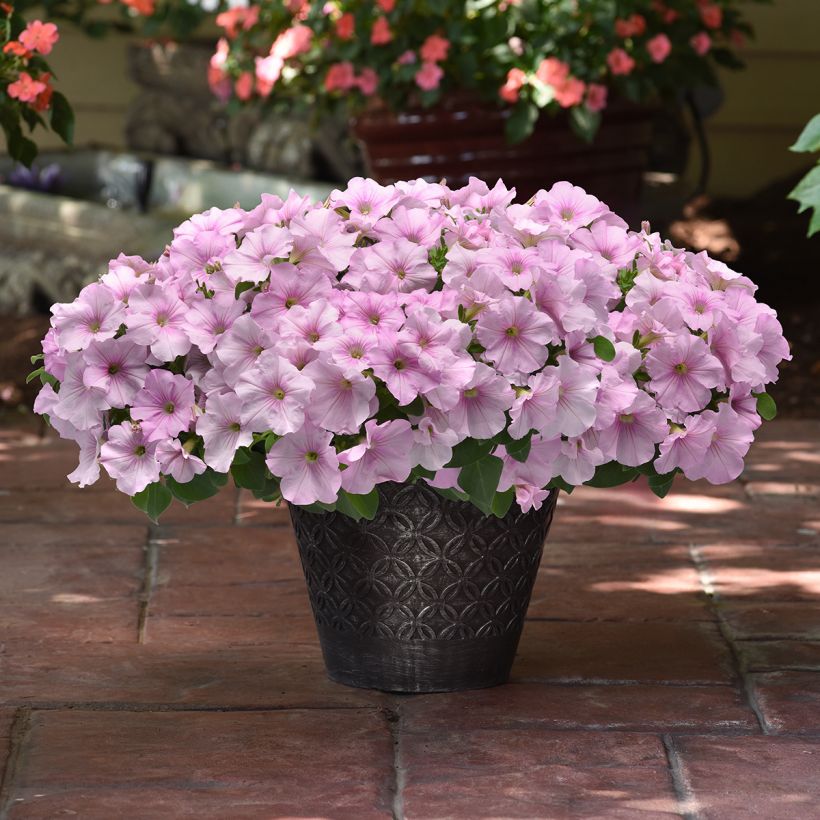 Riippapetunia Easy Wave Pink Pearl (siemenet) (Kasvutapa)