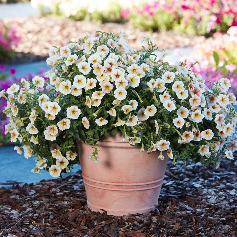 Tarhapetunia Ingrid F1 (päällystetyt siemenet) (Kasvutapa)