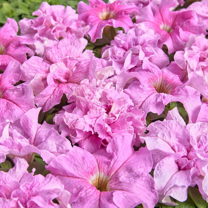 Tarhapetunia Peace (1947) (päällystetyt siemenet) (Kukinta)