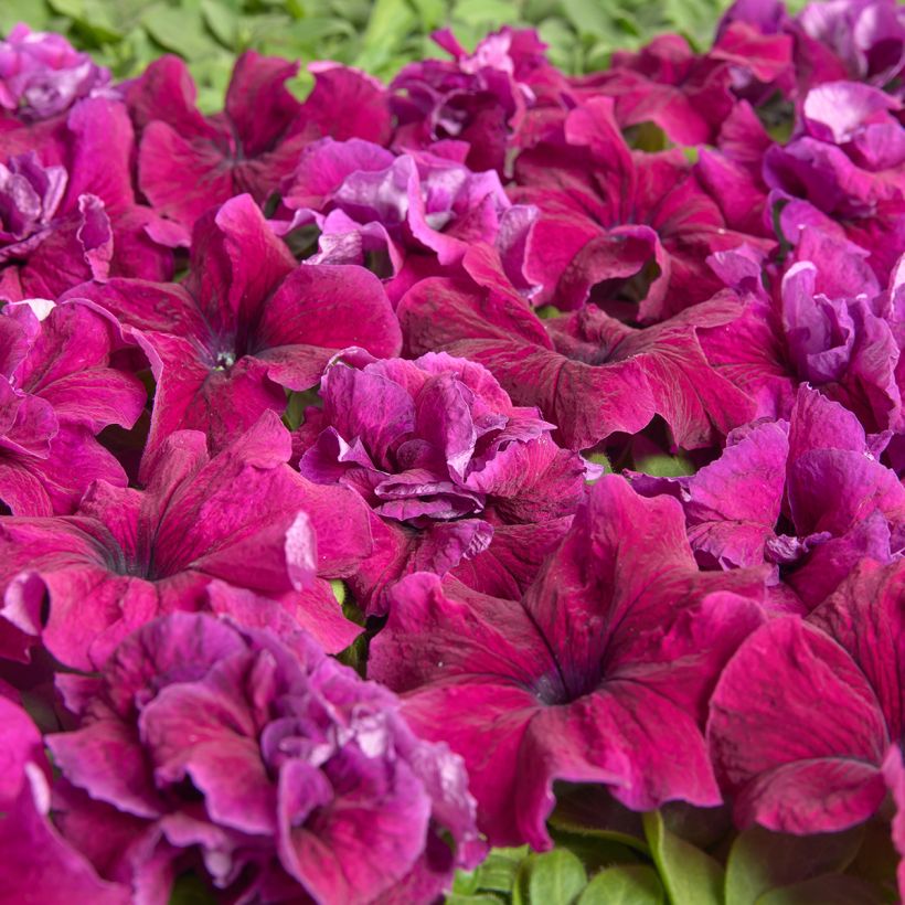 Tarhapetunia Purple Dwarf (1958) (päällystetyt siemenet) (Kukinta)