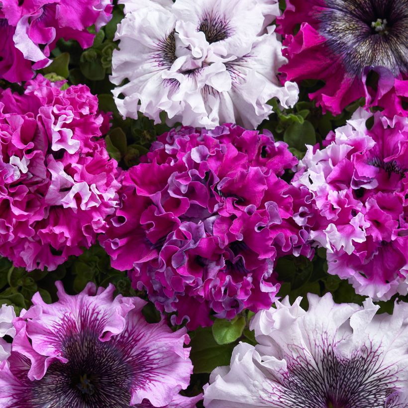 Tarhapetunia Superbissima Cerny’s Triumph (päällystetyt siemenet) (Kukinta)