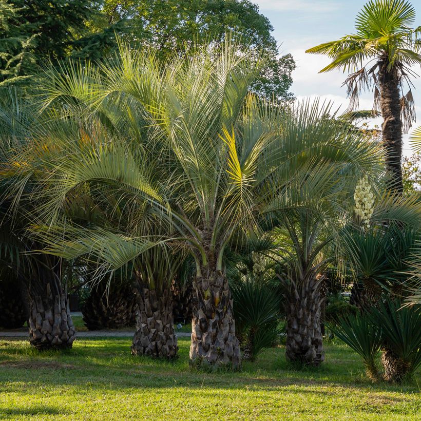 Sinibutiapalmu (siemenet) - Butia capitata (Kasvutapa)