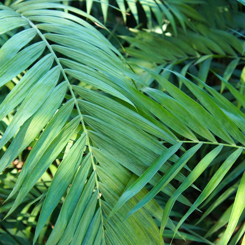 Sirovuoripalmu Collinea (siemenet) (Lehvistö)