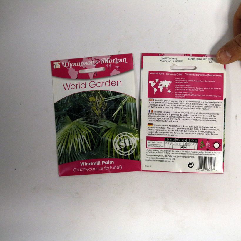 Esimerkki toimitetusta Kuitupalmu (siemenet) - Trachycarpus fortunei 5 siemenen pussi (3g)-taimesta