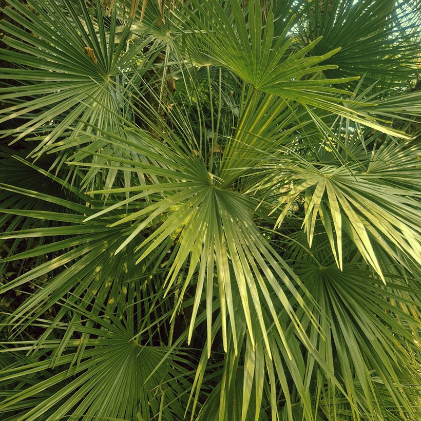 Kääpiöpalmu (siemenet) - Chamaerops humilis (Lehvistö)