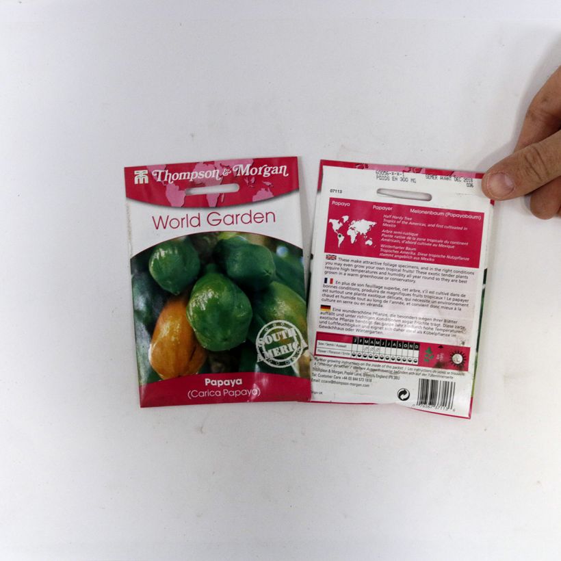 Esimerkki toimitetusta Tarhapapaija (siemenet) - Carica papaya per pack of 25 seeds-taimesta