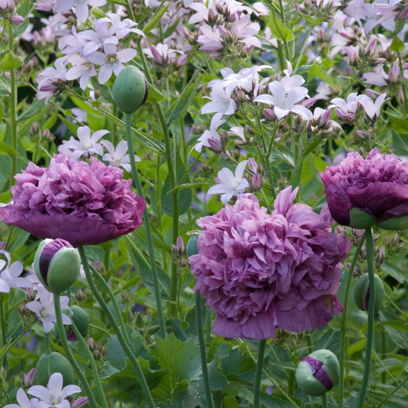 Oopiumiunikko Purple Peony (Kukinta)