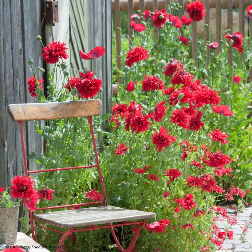Oopiumiunikko Red Peony (Kukinta)