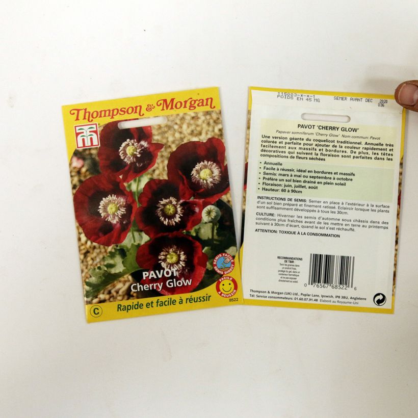 Esimerkki toimitetusta Oopiumiunikko Cherry Glow 200 siemenen pussi-taimesta