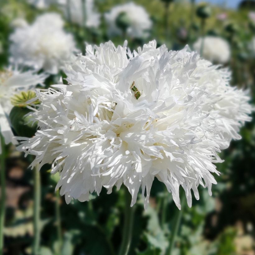 Oopiumiunikko White Swan (Kukinta)