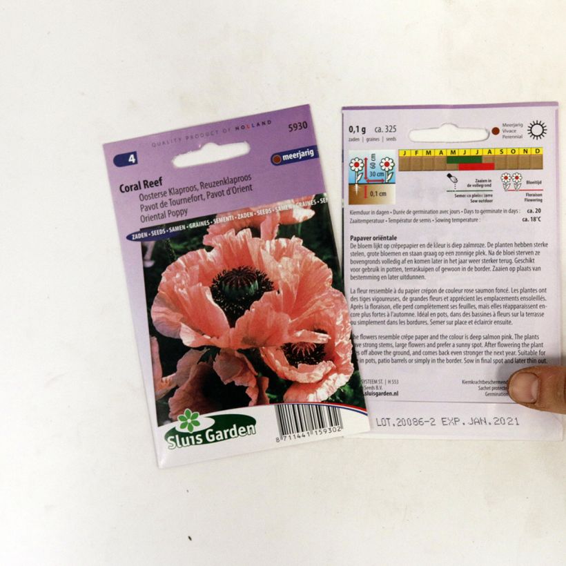 Esimerkki toimitetusta Idänuniko Coral Reef (siemenet) - Papaver orientale per pack of 400 seeds (0,1g)-taimesta