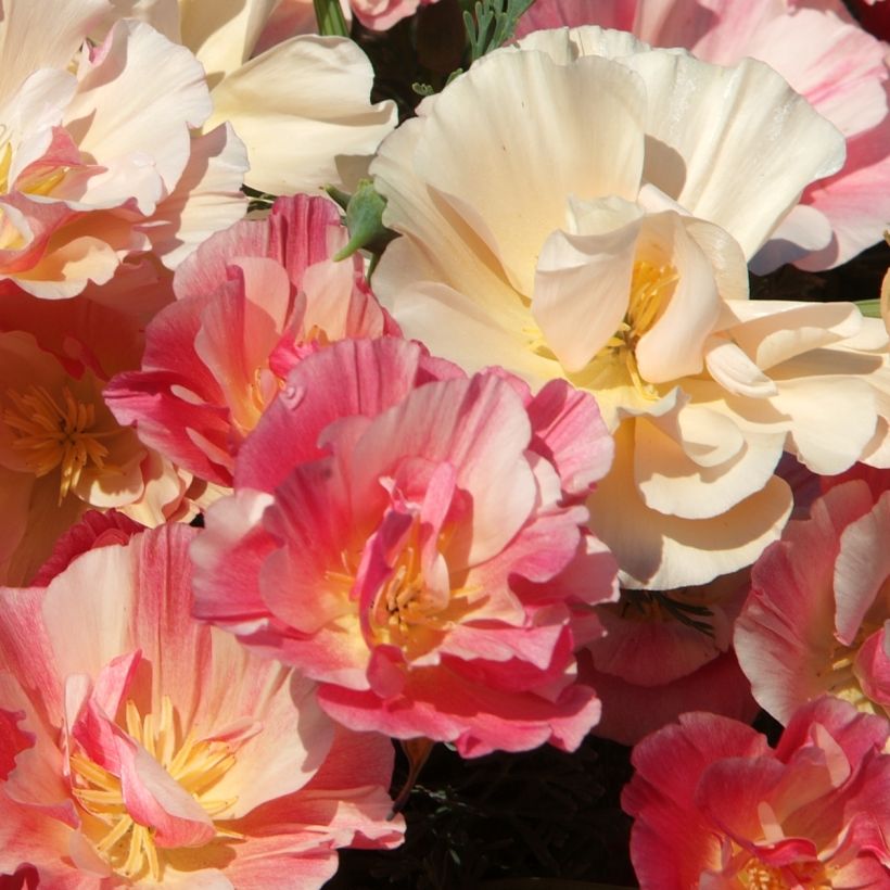 Kaliforniantuliunikko Appleblossom (siemenet) (Kukinta)