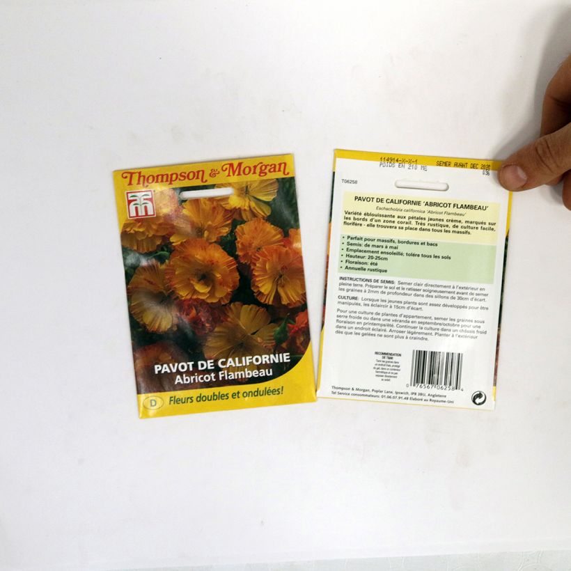 Esimerkki toimitetusta Kaliforniantuliunikko Apricot Flambeau (siemenet) per 0.2 g seed pack-taimesta