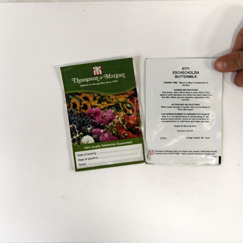 Esimerkki toimitetusta Kaliforniantuliunikko Buttermilk (siemenet) per pack of 100 seeds-taimesta