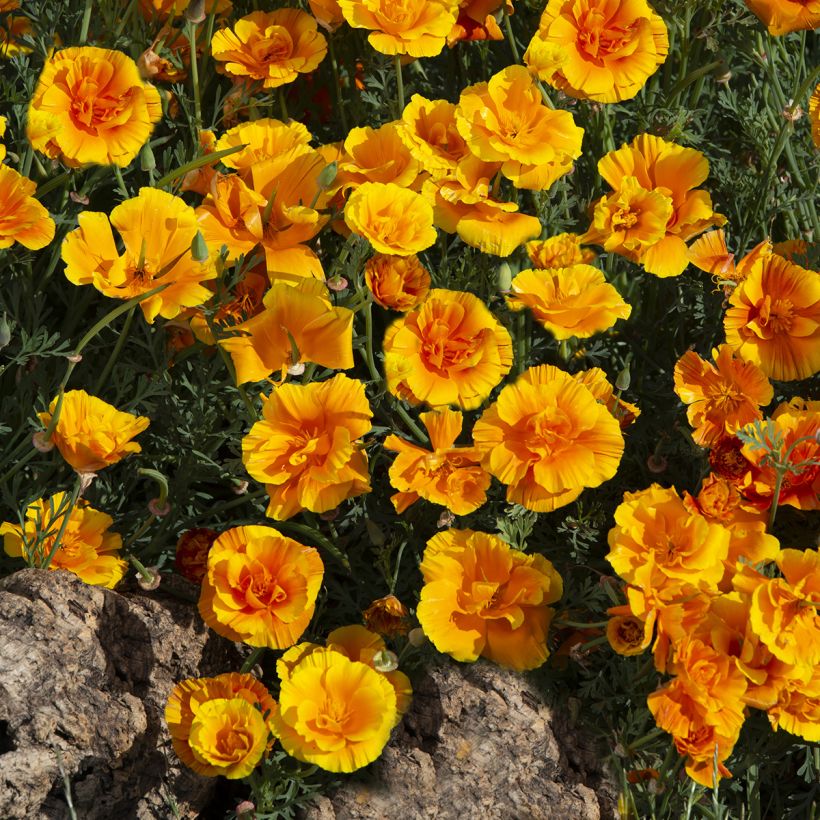 Kaliforniantuliunikko Lady Marmalade (siemenet) (Kasvutapa)