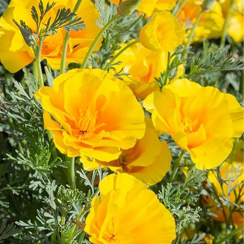 Kaliforniantuliunikko Yukon Gold (siemenet) (Kukinta)