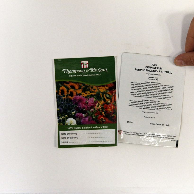 Esimerkki toimitetusta Helmisulkahirssi Purple Majesty (siemenet) per pack of 10 seeds-taimesta