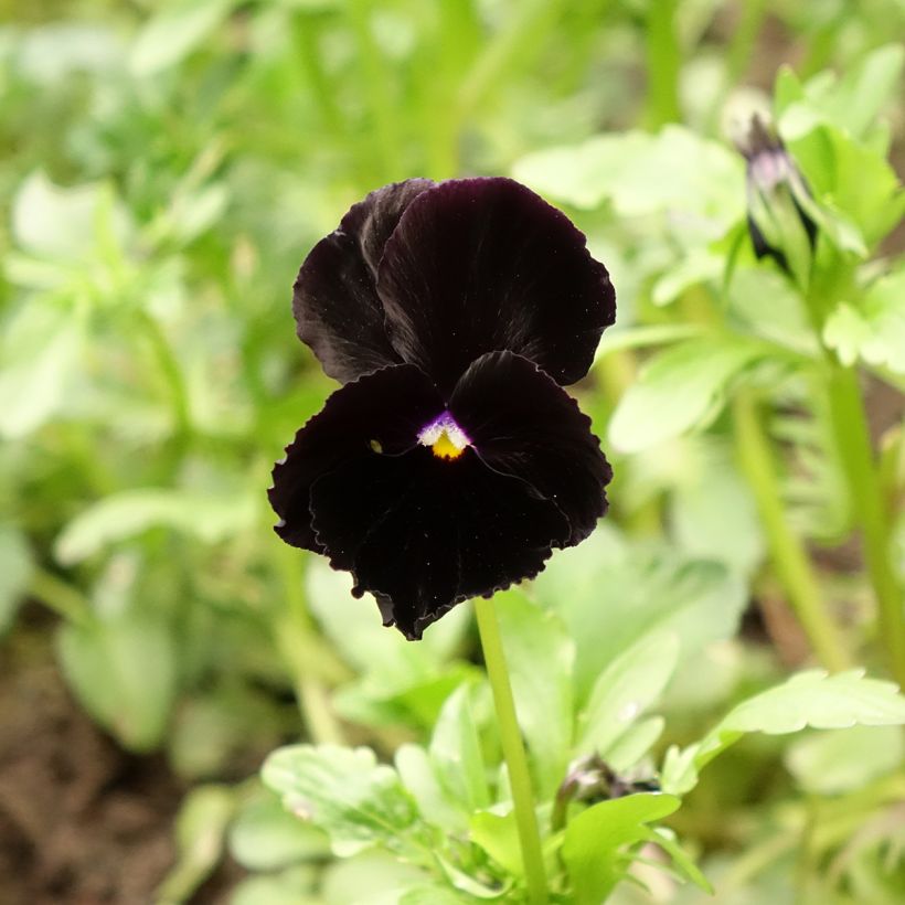 Tarhaorvokki Black Cristal (Kukinta)