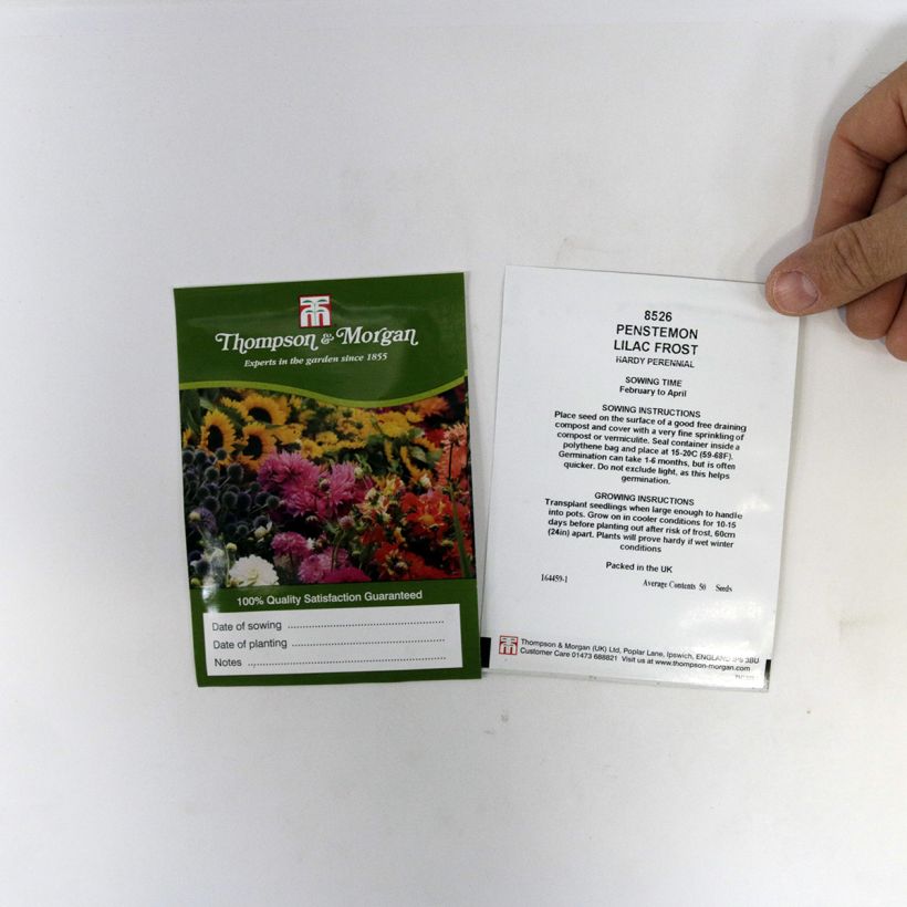 Esimerkki toimitetusta Pipo Lilac Frost (siemenet) per pack of 50 seeds-taimesta
