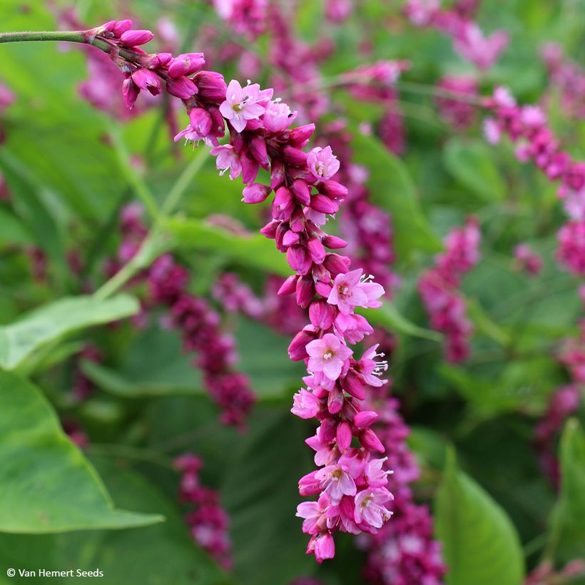 Purppuratatar Cerise Pearls (siemenet) (Kukinta)