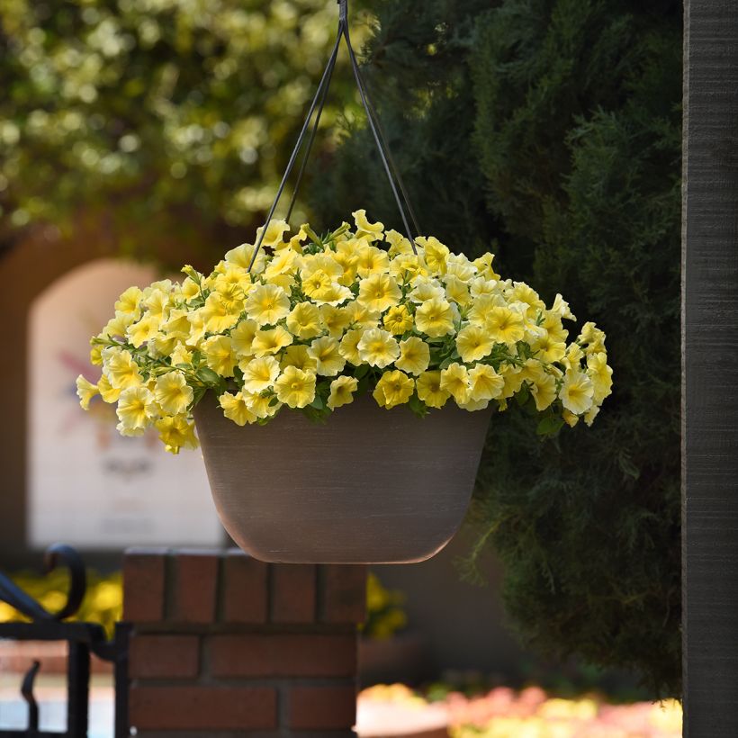 Petchoa hybrida Caliburst Yellow (siemenet) (Kasvutapa)