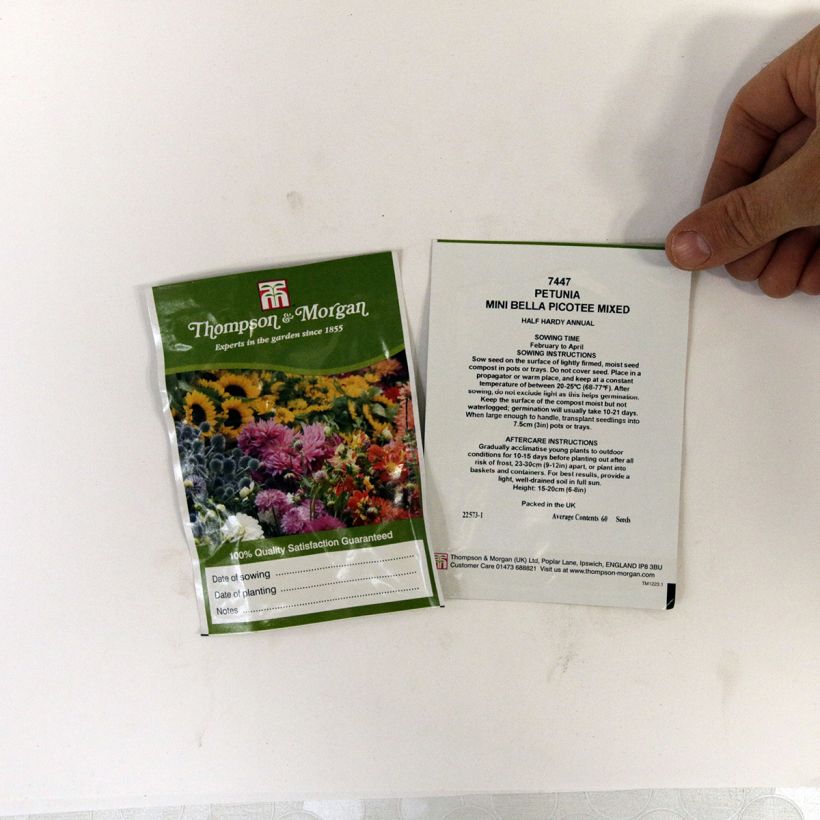Esimerkki toimitetusta Tarhapetunia Mini Bella Picotee Mixed (siemenet) per pack of 60 seeds-taimesta