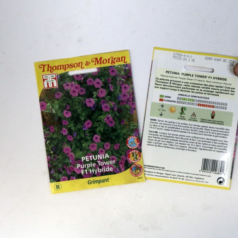Esimerkki toimitetusta Tarhapetunia Purple Tower (siemenet) per pack of 30 seeds-taimesta