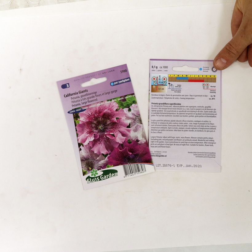 Esimerkki toimitetusta Tarhapetunia California Giants Mix (siemenet) per pack of 700 seeds (0,1g)-taimesta