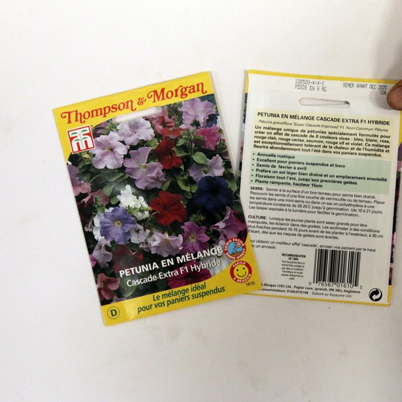 Esimerkki toimitetusta Riippapetunia Cascade Extra (siemenet) per pack of 90 seeds-taimesta