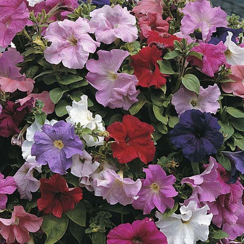 Riippapetunia Cascade Extra (siemenet) (Kukinta)