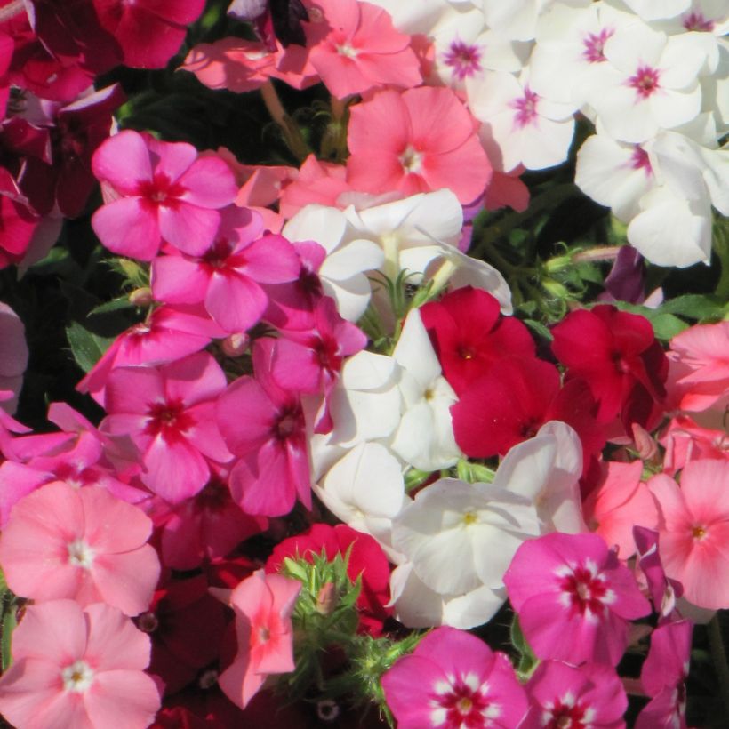 Kesäleimu Dwarf Beauty Mix (siemenet) (Kukinta)