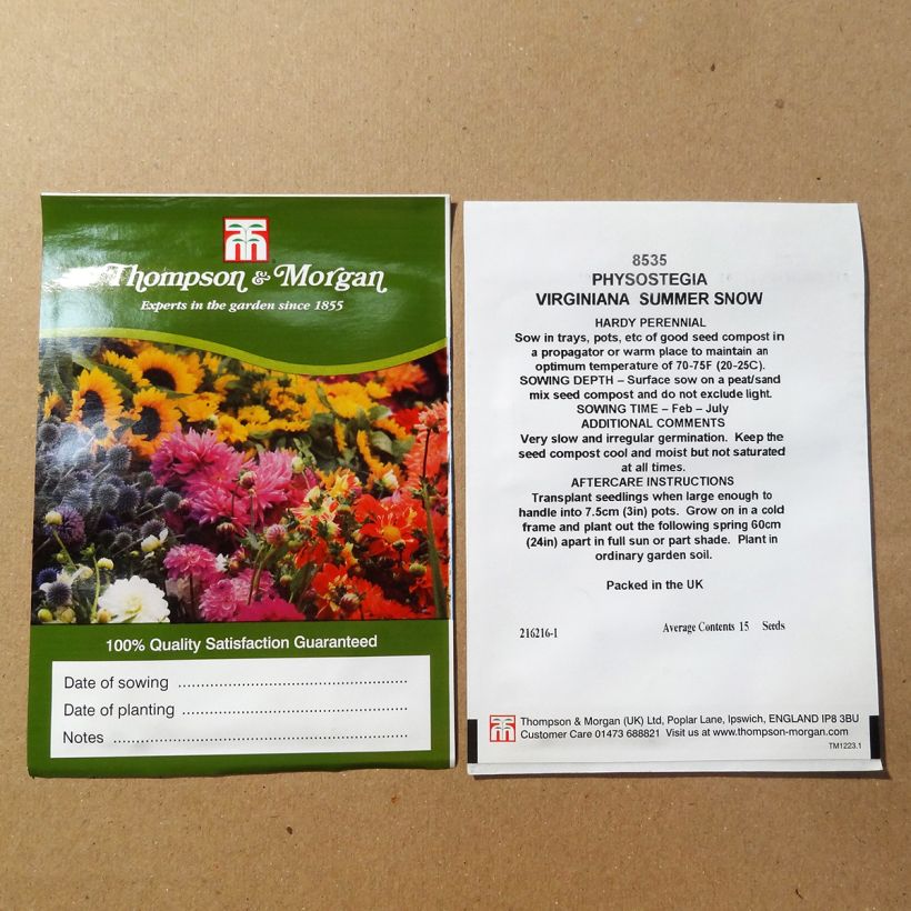 Esimerkki toimitetusta Norsunhäntä Summer Snow (siemenet) per pack of 50 seeds (0,1g)-taimesta