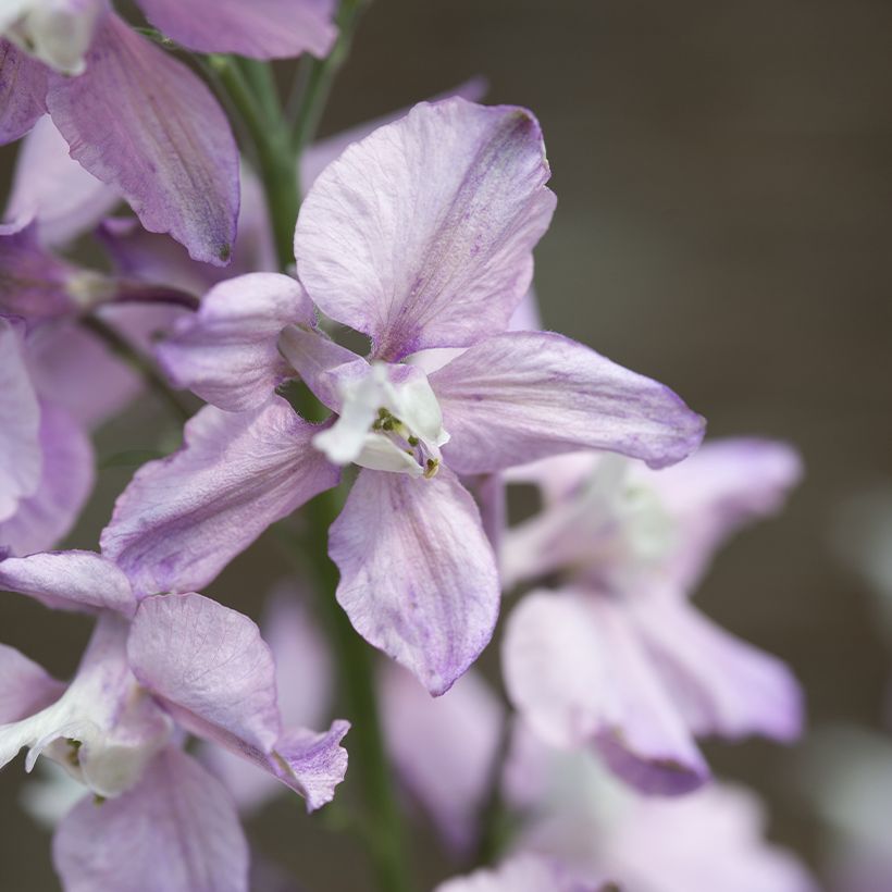 Rikkakukonkannus Fancy Belladonna (siemenet) (Kukinta)