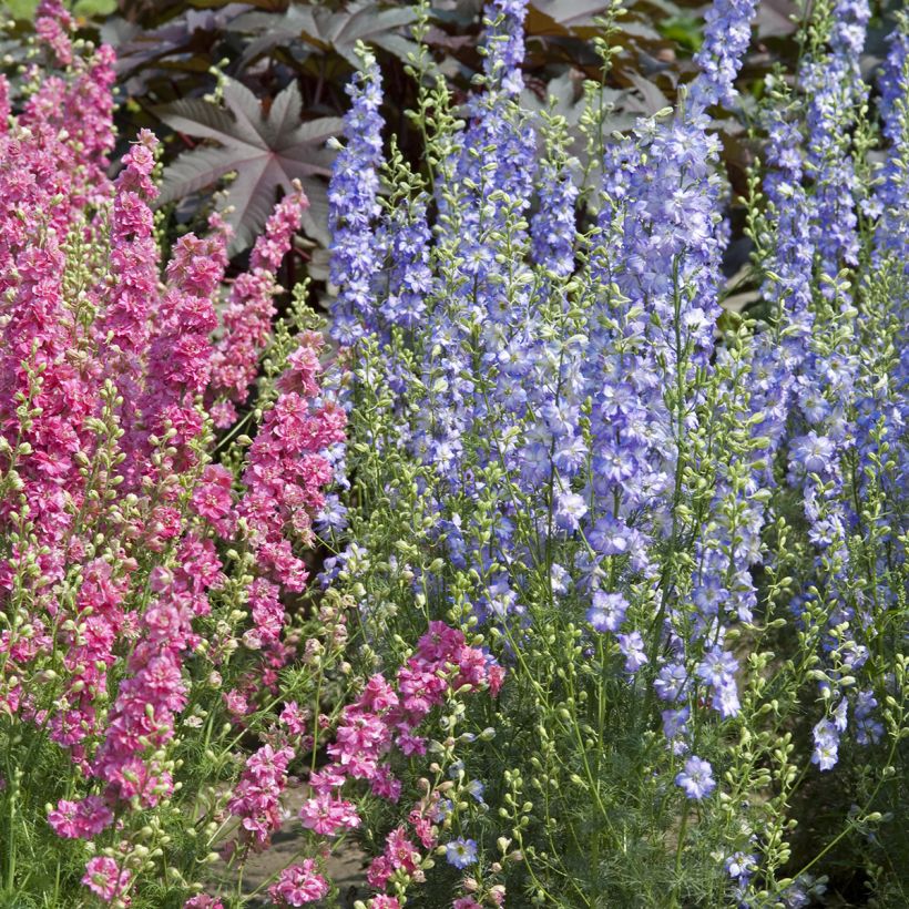 Ritarinkannus Fancy Purple Picotee (siemenet) (Kasvutapa)