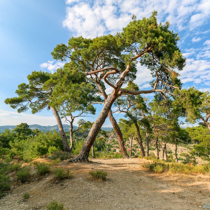 Pinja (siemenet) - Pinus pinea (Kasvutapa)