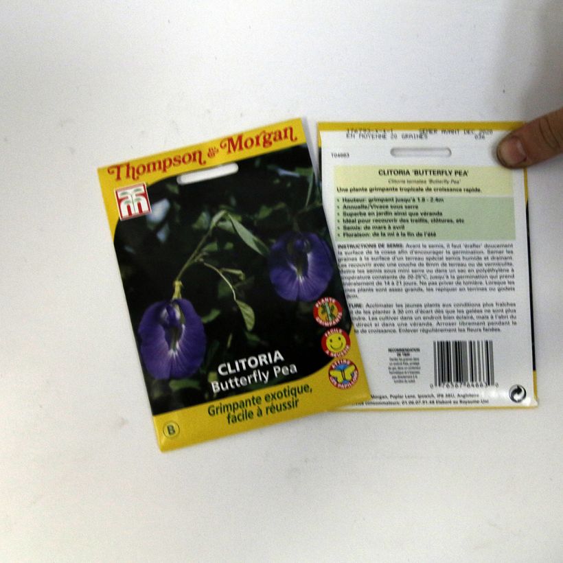 Esimerkki toimitetusta Siniherne (siemenet) - Clitoria ternatea per pack of 20 seeds (1,2g)-taimesta