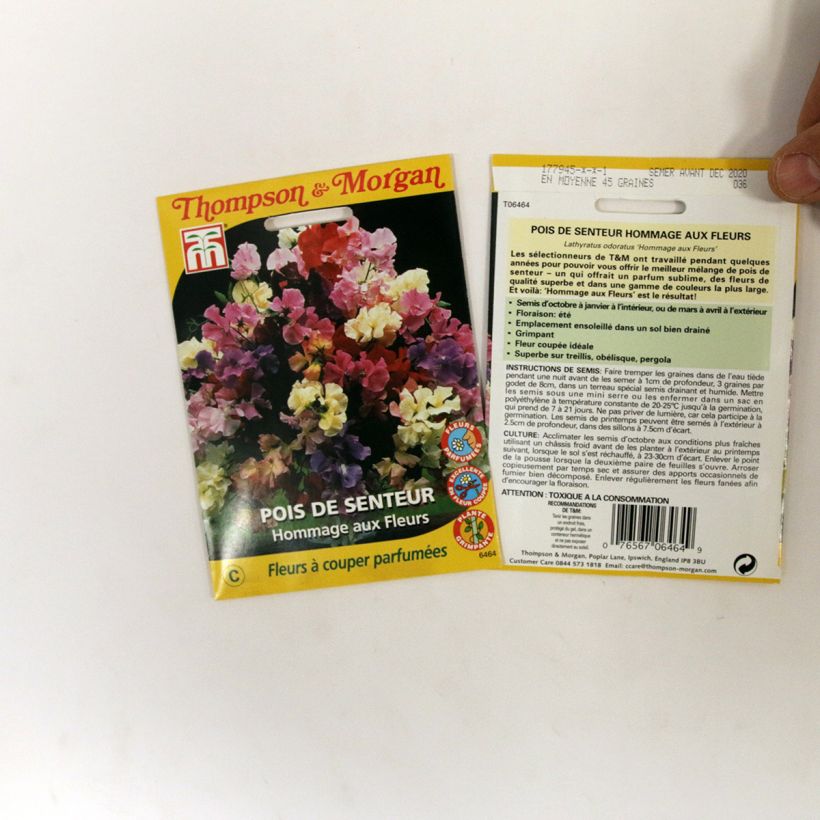 Esimerkki toimitetusta Tuoksuherne Hommage aux fleurs (siemenet) per pack of 45 seeds-taimesta