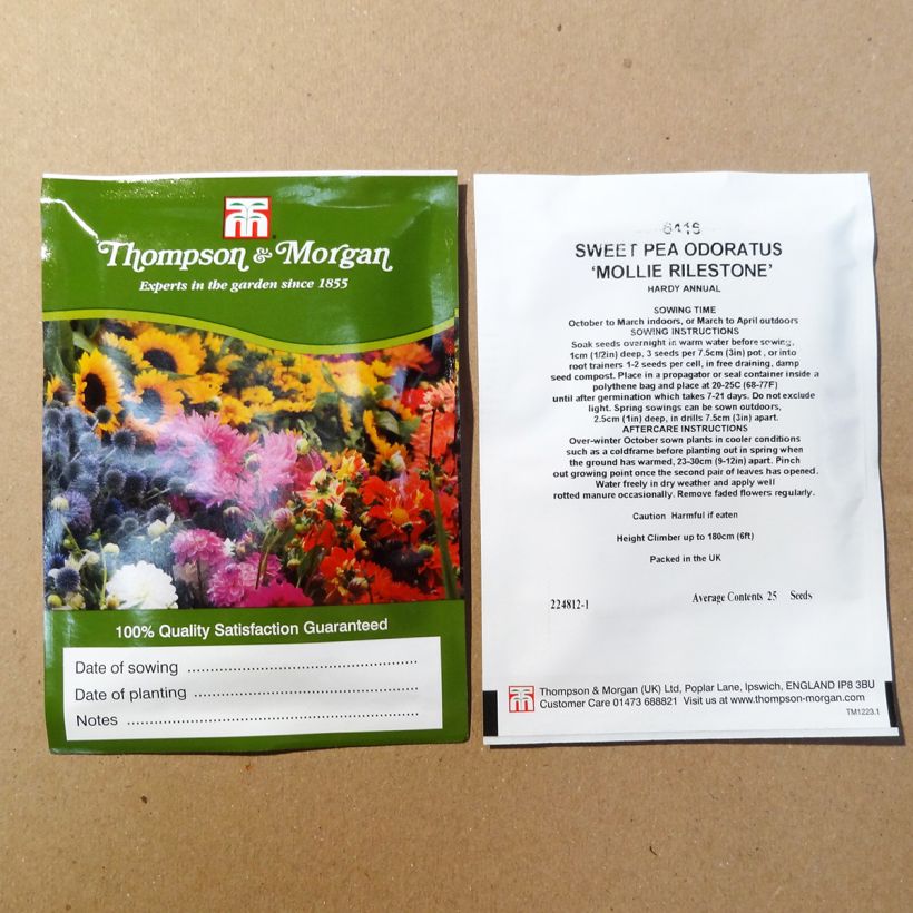 Esimerkki toimitetusta Tuoksuherne Mollie Rilstone (siemenet) per pack of 25 seeds-taimesta