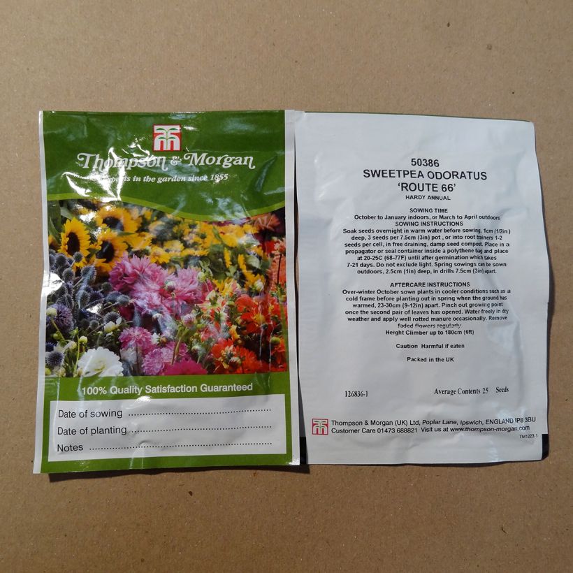 Esimerkki toimitetusta Tuoksuherne Route 66 (siemenet) per pack of 25 seeds-taimesta