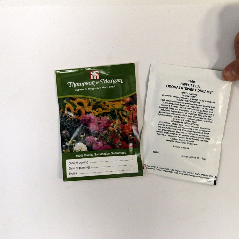 Esimerkki toimitetusta Tuoksuherne Sweet Dreams (siemenet) per pack of 60 seeds-taimesta