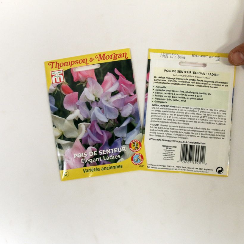 Esimerkki toimitetusta Tuoksuherne Elegant Ladies (siemenet) per pack of 25 seeds-taimesta