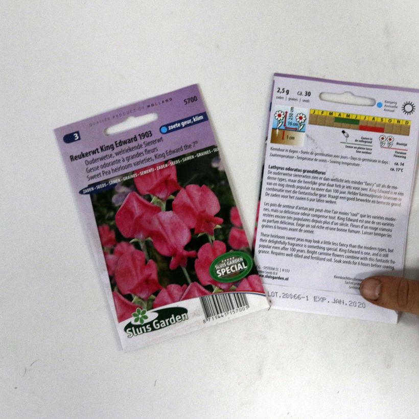 Esimerkki toimitetusta Tuoksuherne King Edward VII (siemenet) per pack of 30 seeds-taimesta