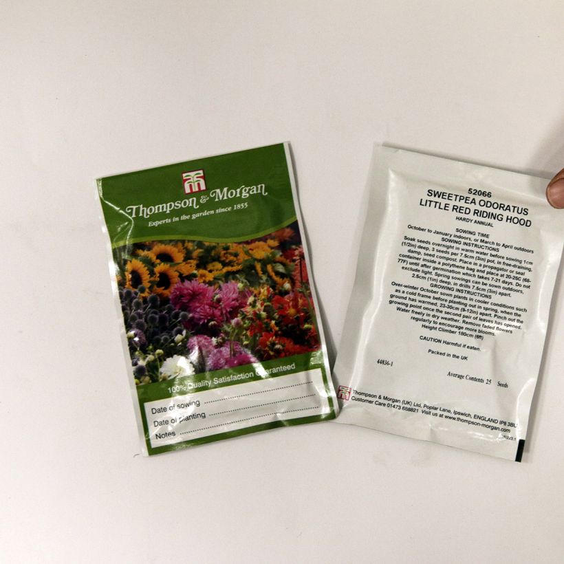 Esimerkki toimitetusta Tuoksuherne Little Red Riding Hood (siemenet) per pack of 25 seeds-taimesta
