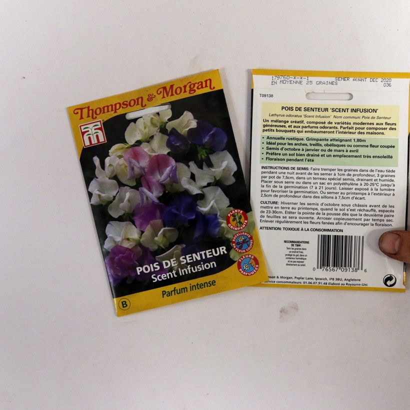 Esimerkki toimitetusta Tuoksuherne Scent Infusion (siemenet) per pack of 30 seeds-taimesta